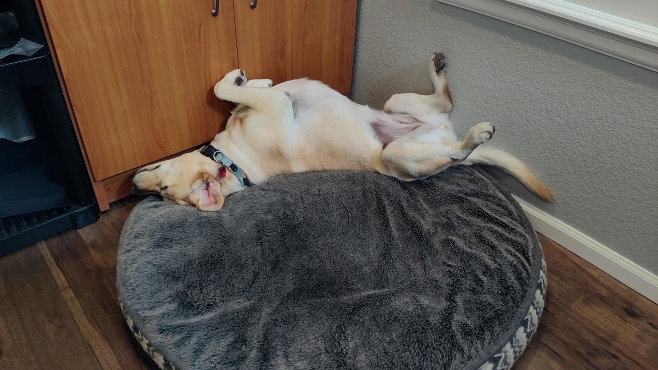 Lucy2.jpg