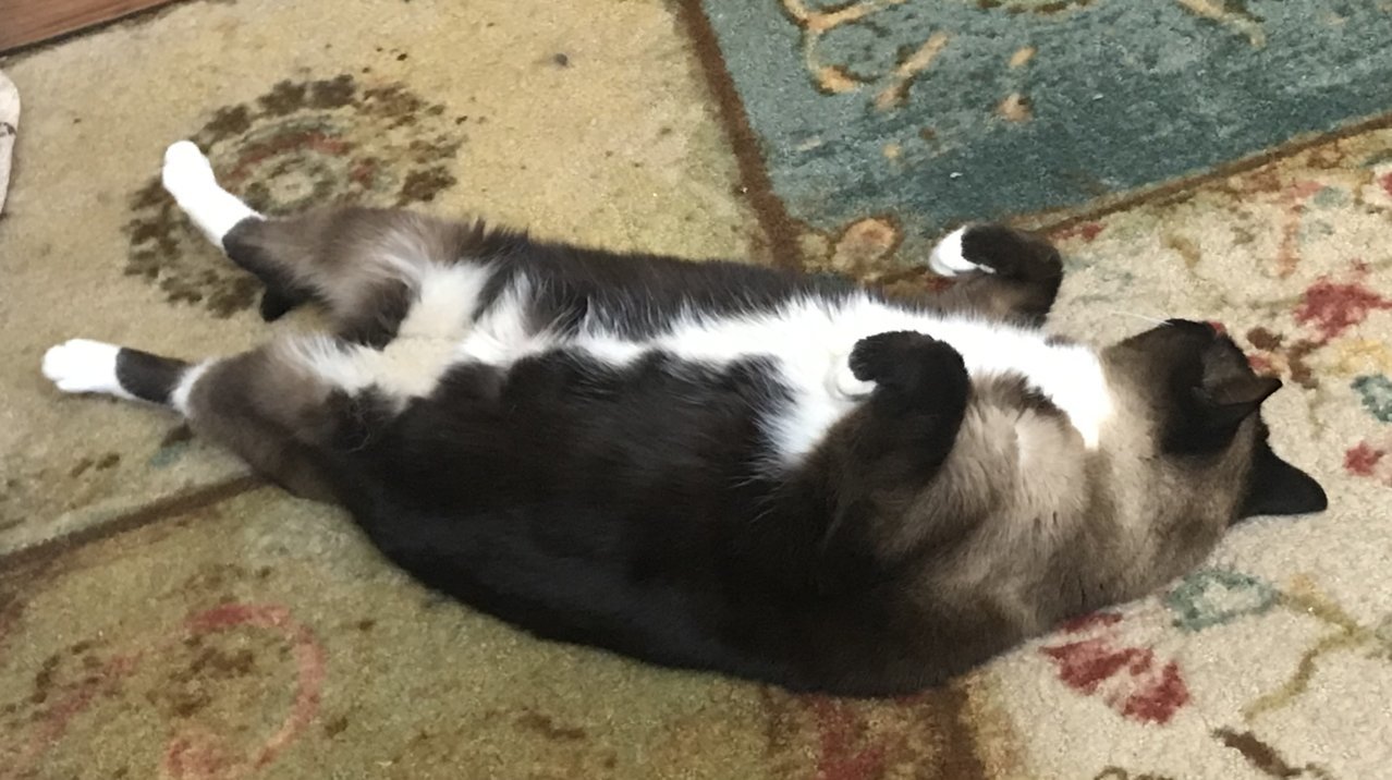 Lucy2.jpg