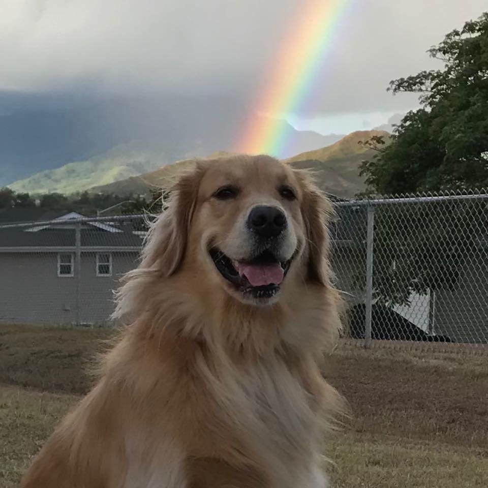 Lula Bear Rainbow.jpg