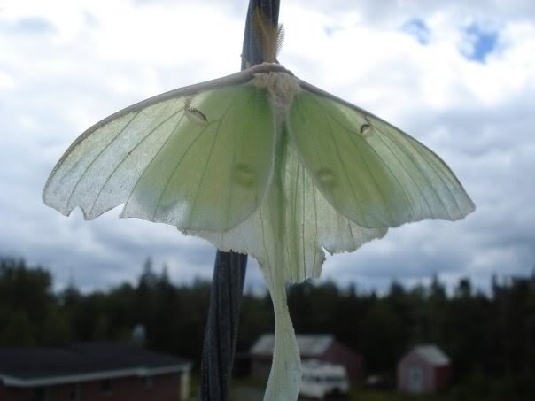 lunormoth_e6ed917ef0e32a4b7d72926a0ea0aa33cb5cb217.jpg