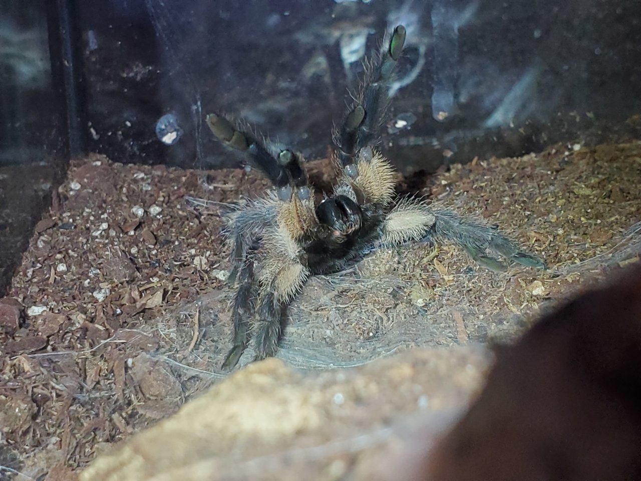 M Balfouri.jpg