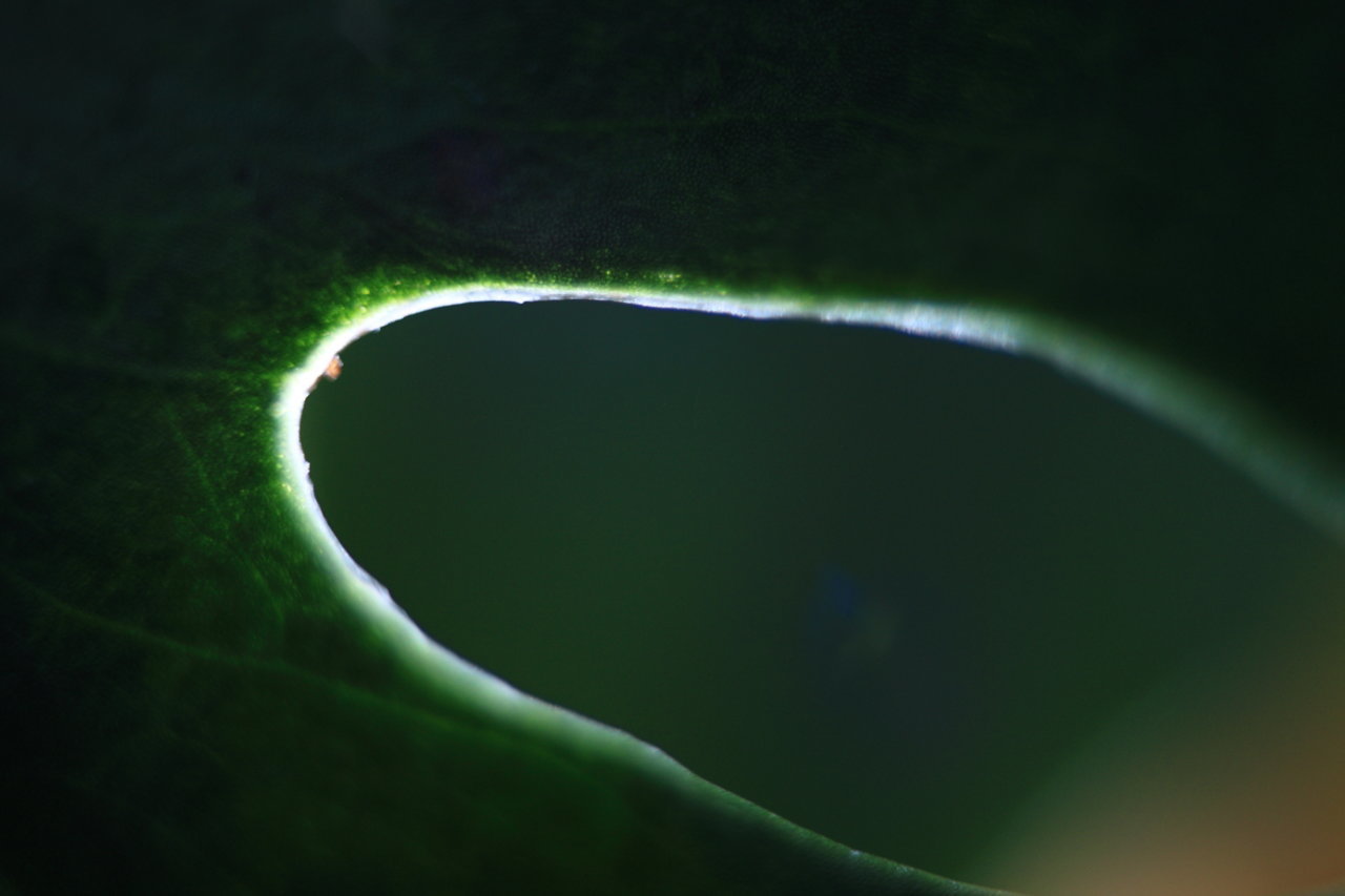 Macro-Small.jpg
