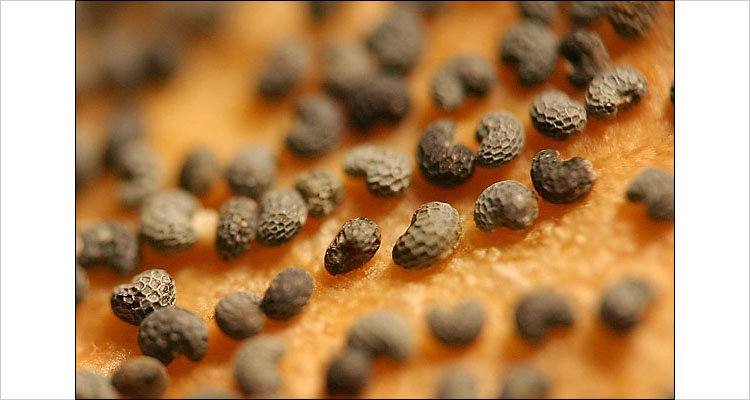macro_01.jpg