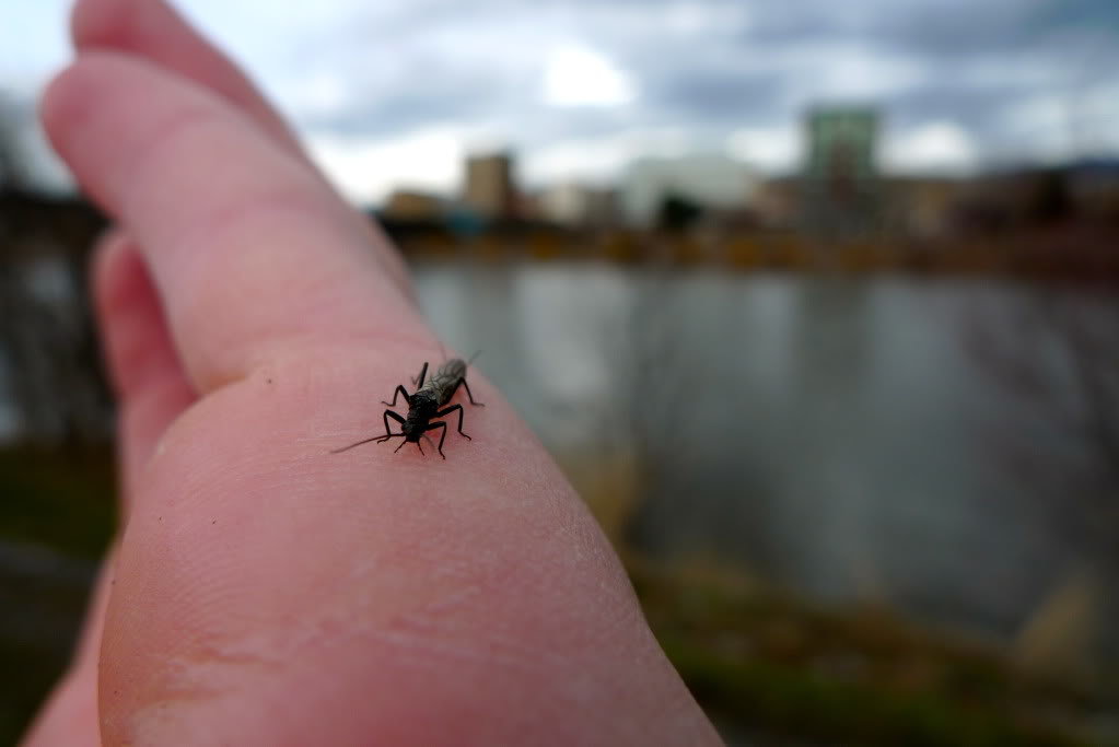 Macro_f6dcb73979964e0392c4120ae0b6e988a047d9ee.jpg