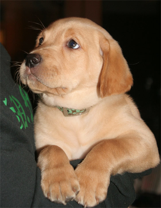 maggie1[1].jpg