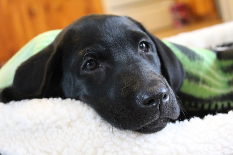 maggie4013_b43004343124efe6708b74e1b436906425237bf7.jpg