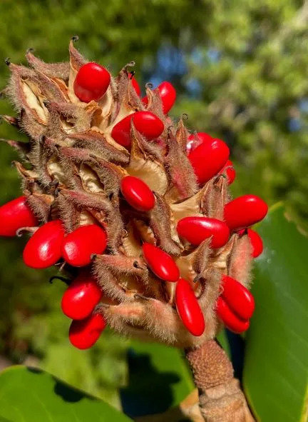 magnolia-seed-3-small.jpg.jpg