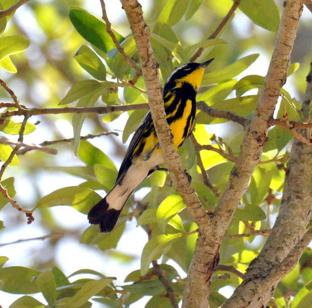Magnolia Warbler.jpg