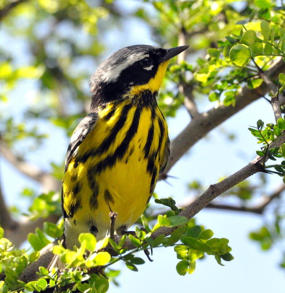 Magnolia warbler.jpg