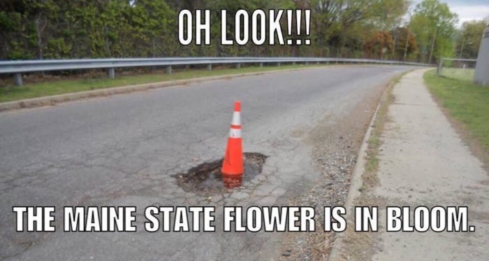 Maine state flower.jpg
