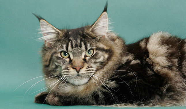 MaineCoon.jpg