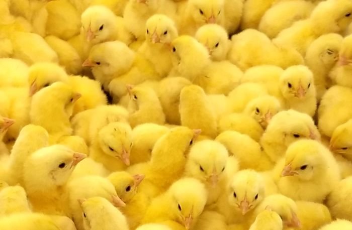 Male-chicks.jpg