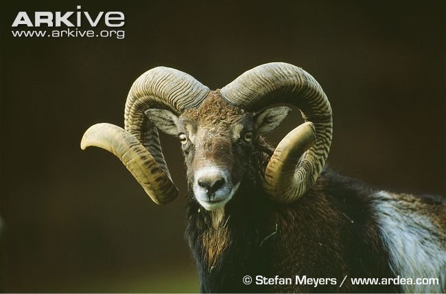 Male-European-mouflon_568c6e54b4085f5bdbe84d109bbd17f876f6448c.jpg