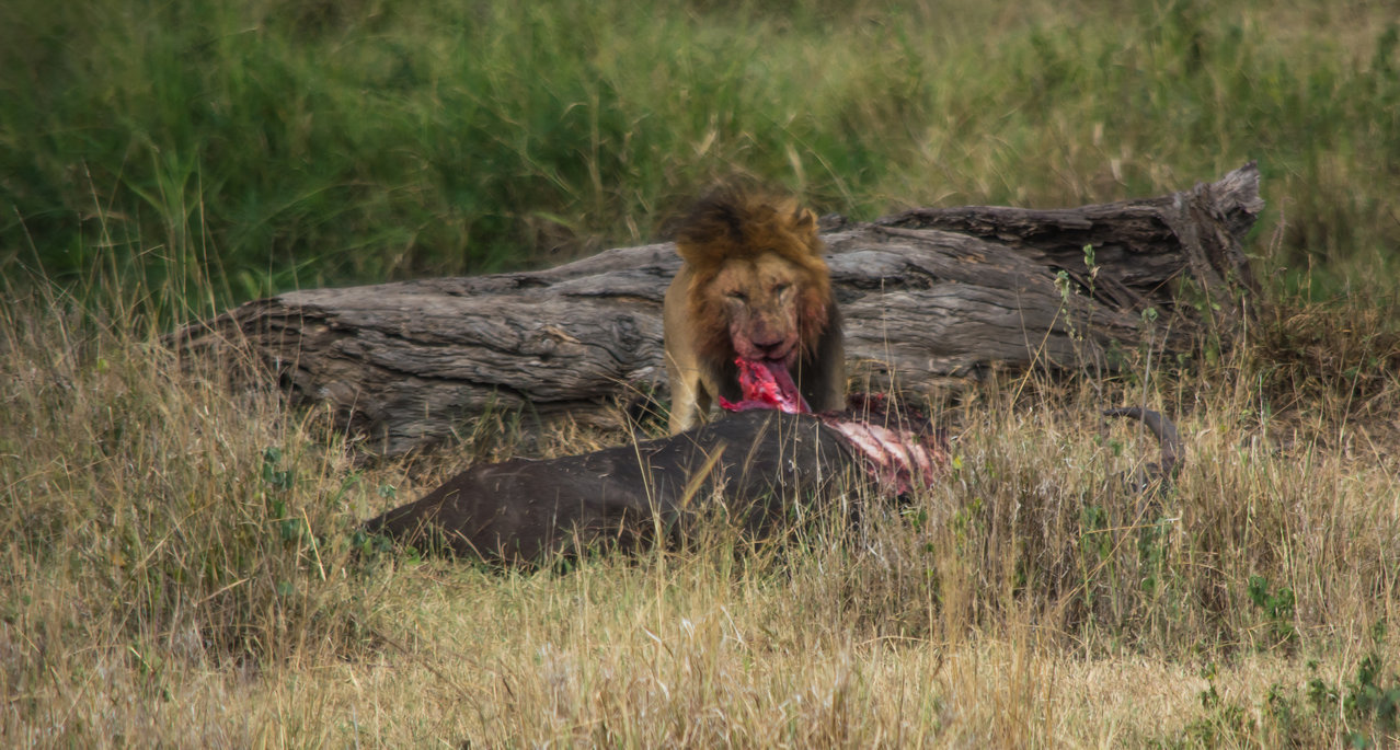 male lion and buffalo-0033.jpg