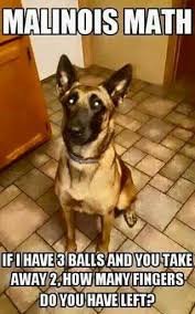 MalinoisMath.jpg