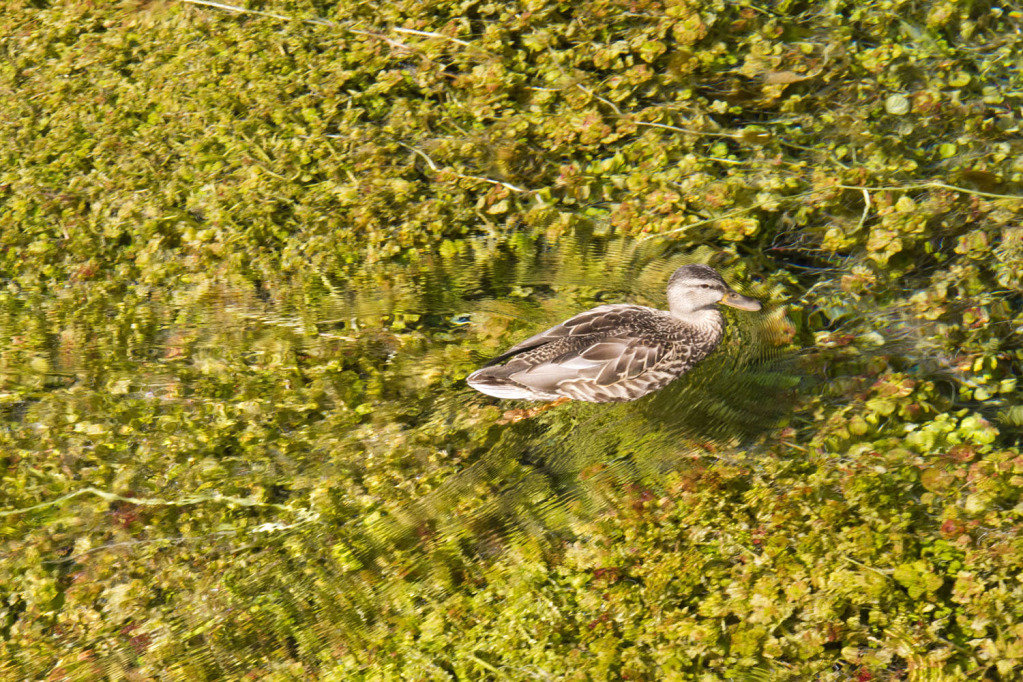mallard_2d08bd8cdb17ca629d822787bd918ccffd53c133.jpg
