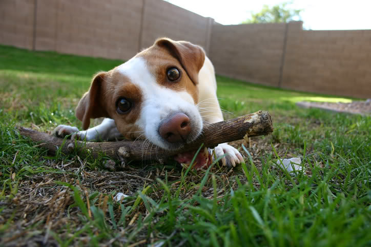 mamadog_ff086ef152117ade2d14d4456d2627a7a97310b2.jpg