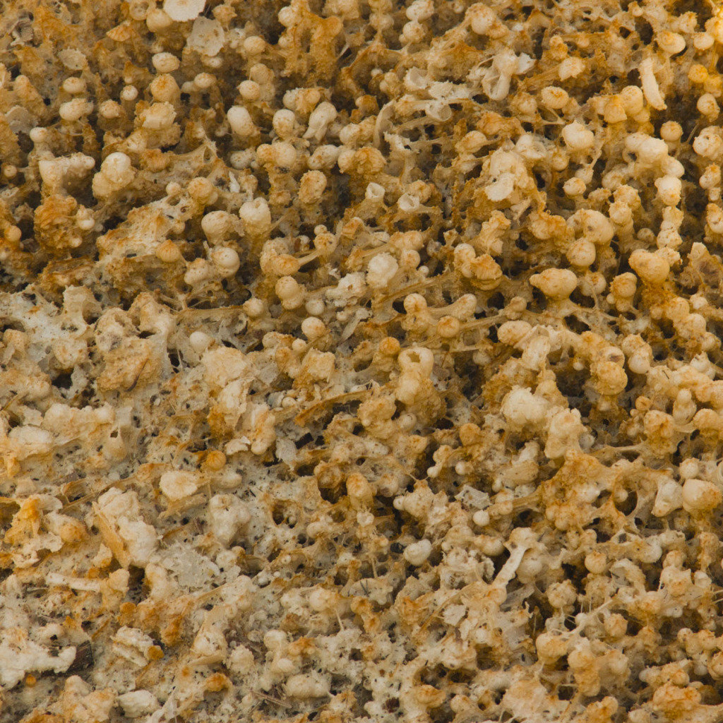 mammoth1-1_b089dc1a0cb623e1a7b562e59224e1200db67645.jpg