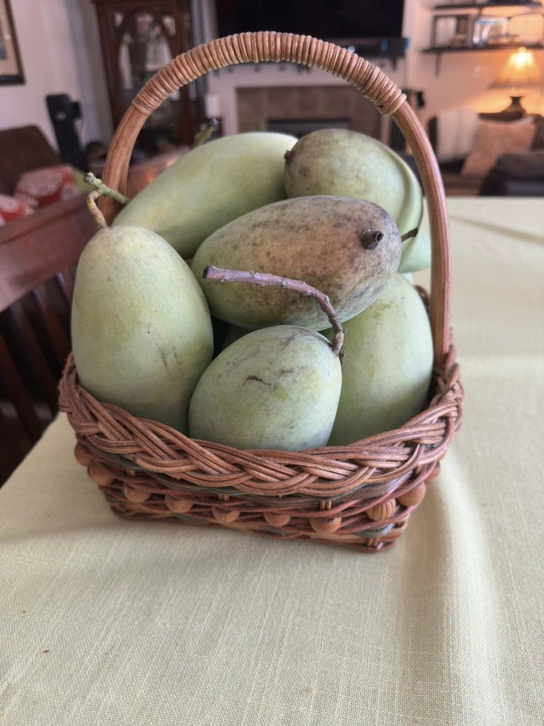mango12.jpg