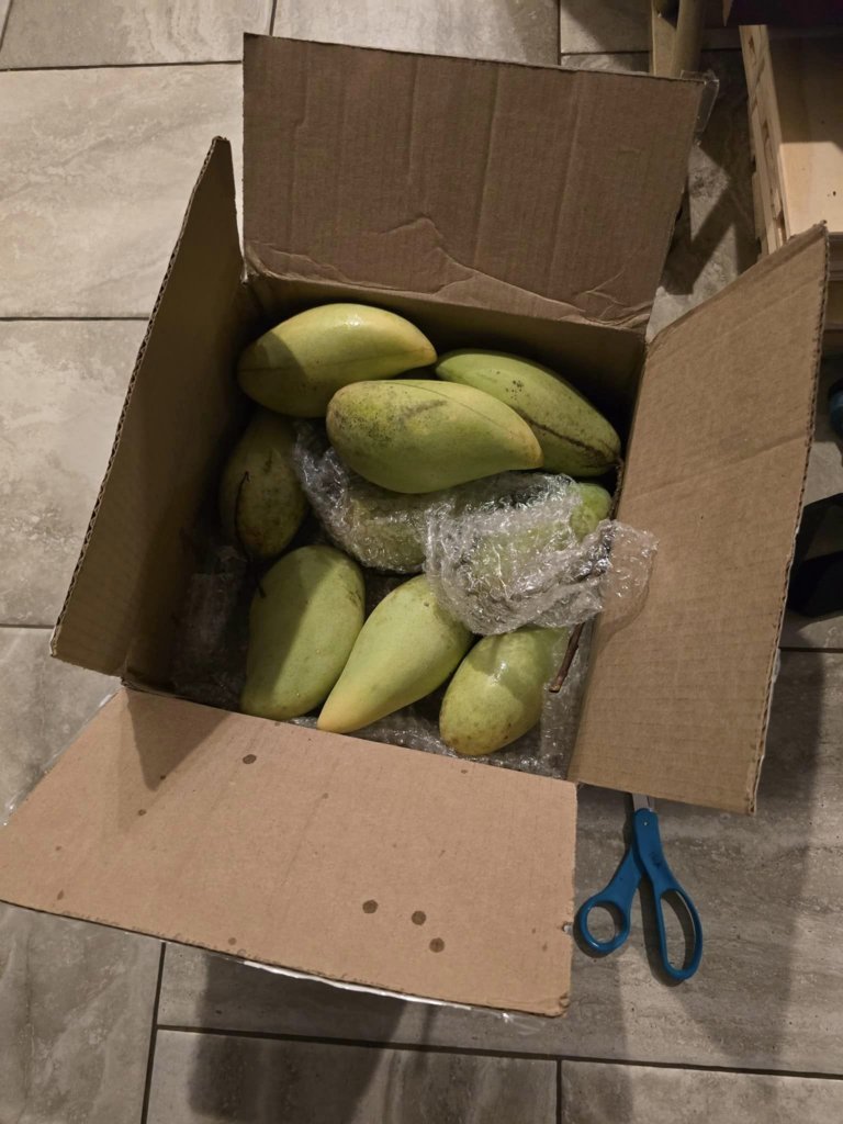 mango13.jpg