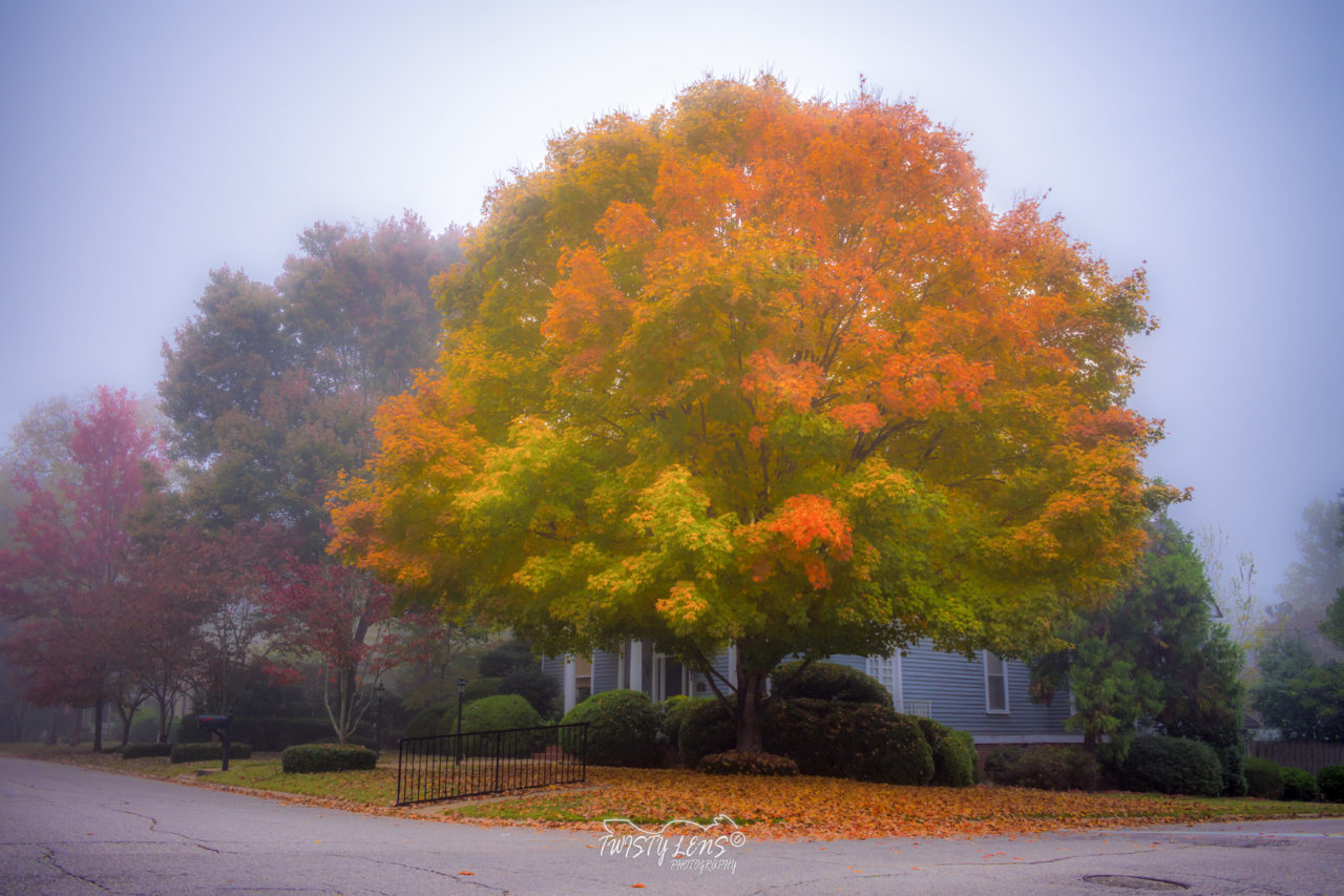Maple On 8th 11-7-19.jpg