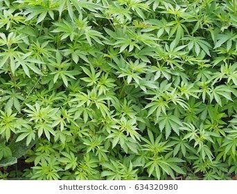 marijuana-plants-growing-naturally-260nw-634320980.jpg