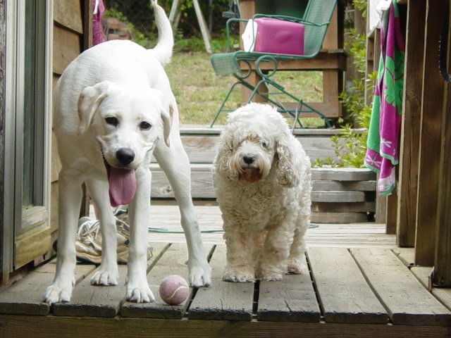 MarleyLexi009_2f0bead27f8a97f945651b13d4ade7dedd67ac61.jpg