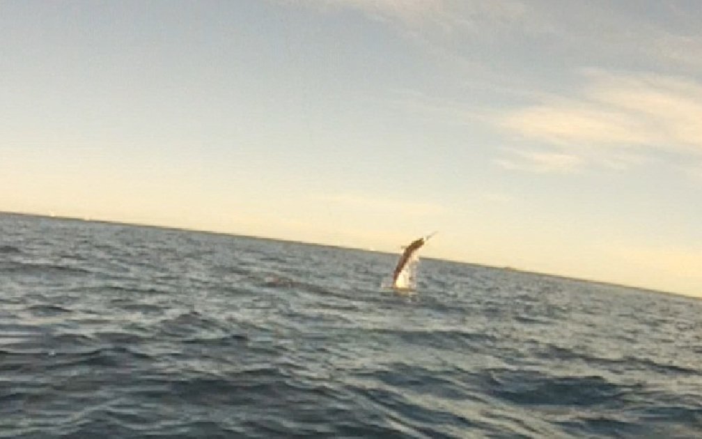 MARLIN112_a371e9ae2dc7e3c07b99664262a99b2ac7c24b5f.jpg