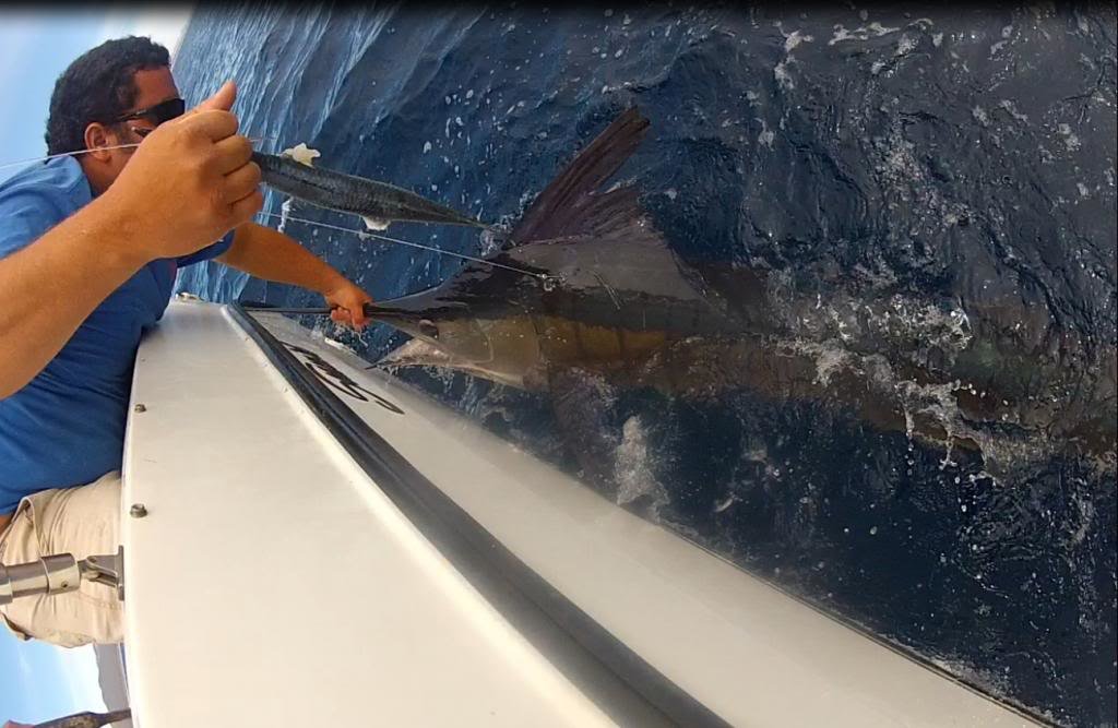 marlin12_576a6cd778f12a8368be2e9ff3465d35a8e7e5f6.jpg