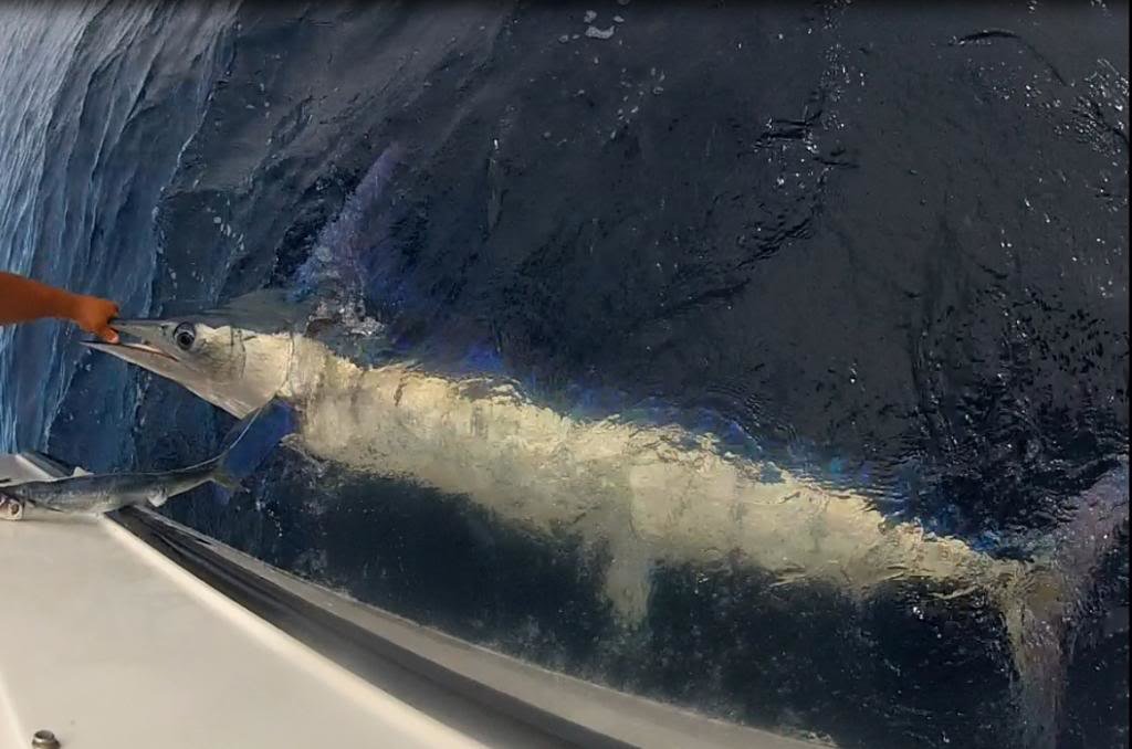 marlin13_5df5b47b3a3e283966f430cf1df74936e04fc0e3.jpg