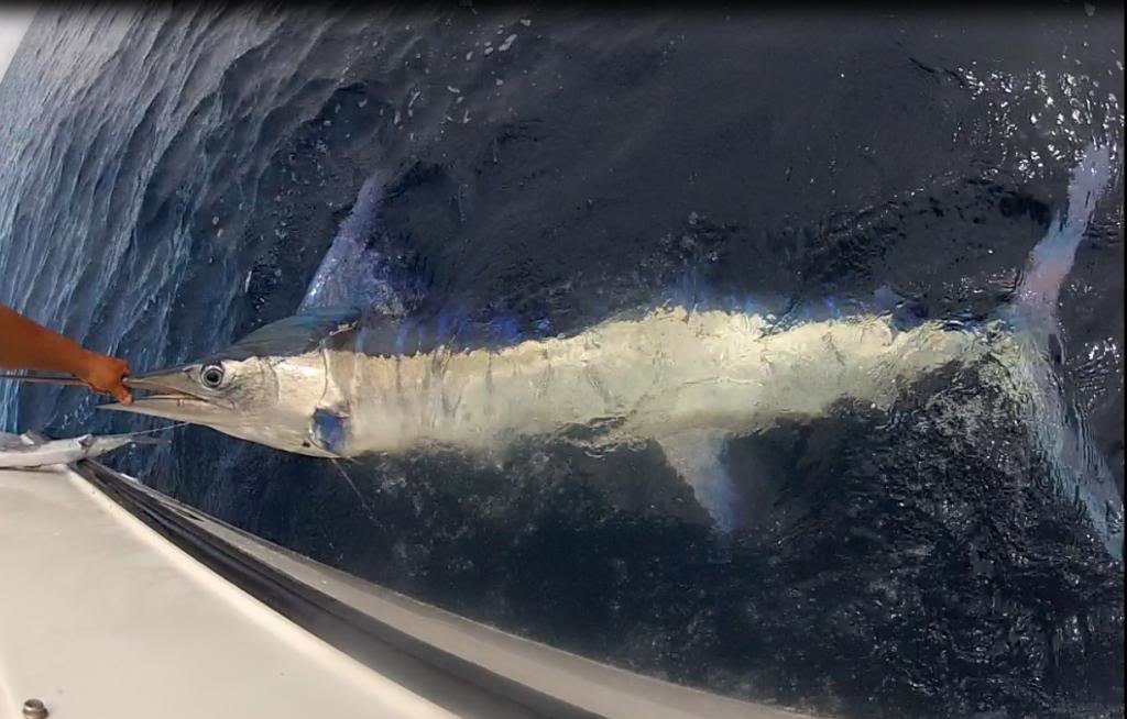 marlin15_0b9b5645a2ab5b0dc7d4e9af4fd85e78b2d29a12.jpg