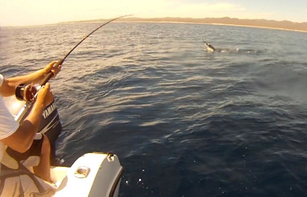 marlin1_c06db5e0d971bc227c199579bf1ac765518af9c8.jpg