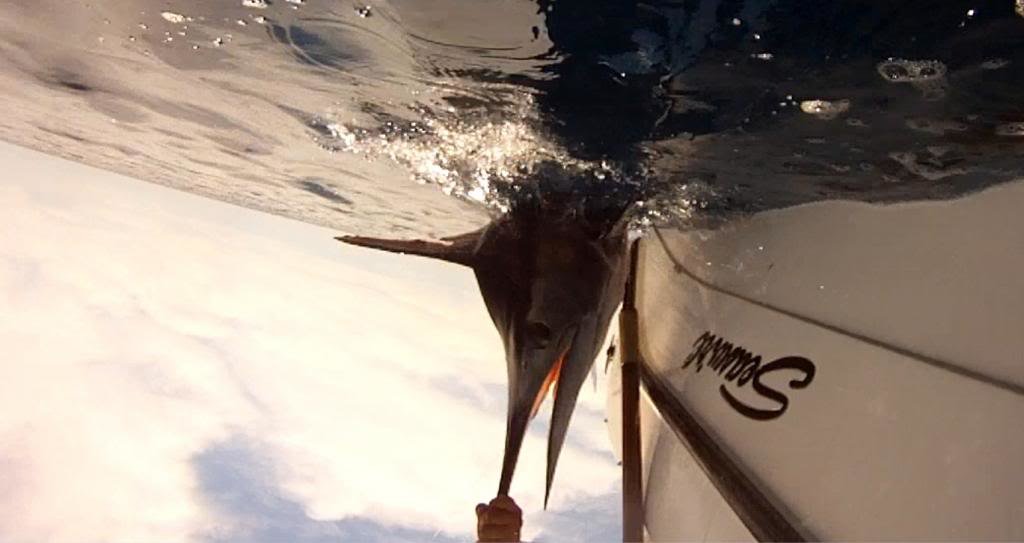 marlin3_6543cf1dbb665698fe00942f155bb7fd482d8be5.jpg