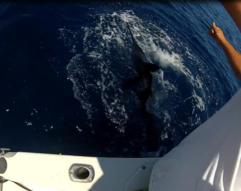 marlin6_02b1c78bb85f9fe78569eb3e7be1a28e494981e6.jpg