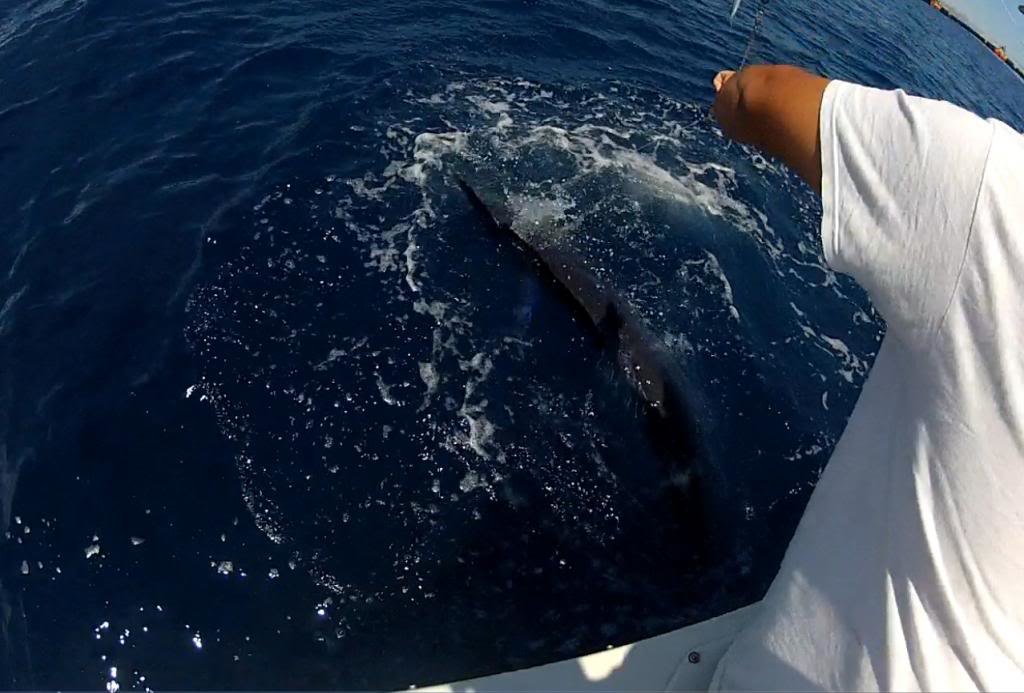 marlin7_dedf6ec40114cef30d3d4ae98678e37811c64fbe.jpg