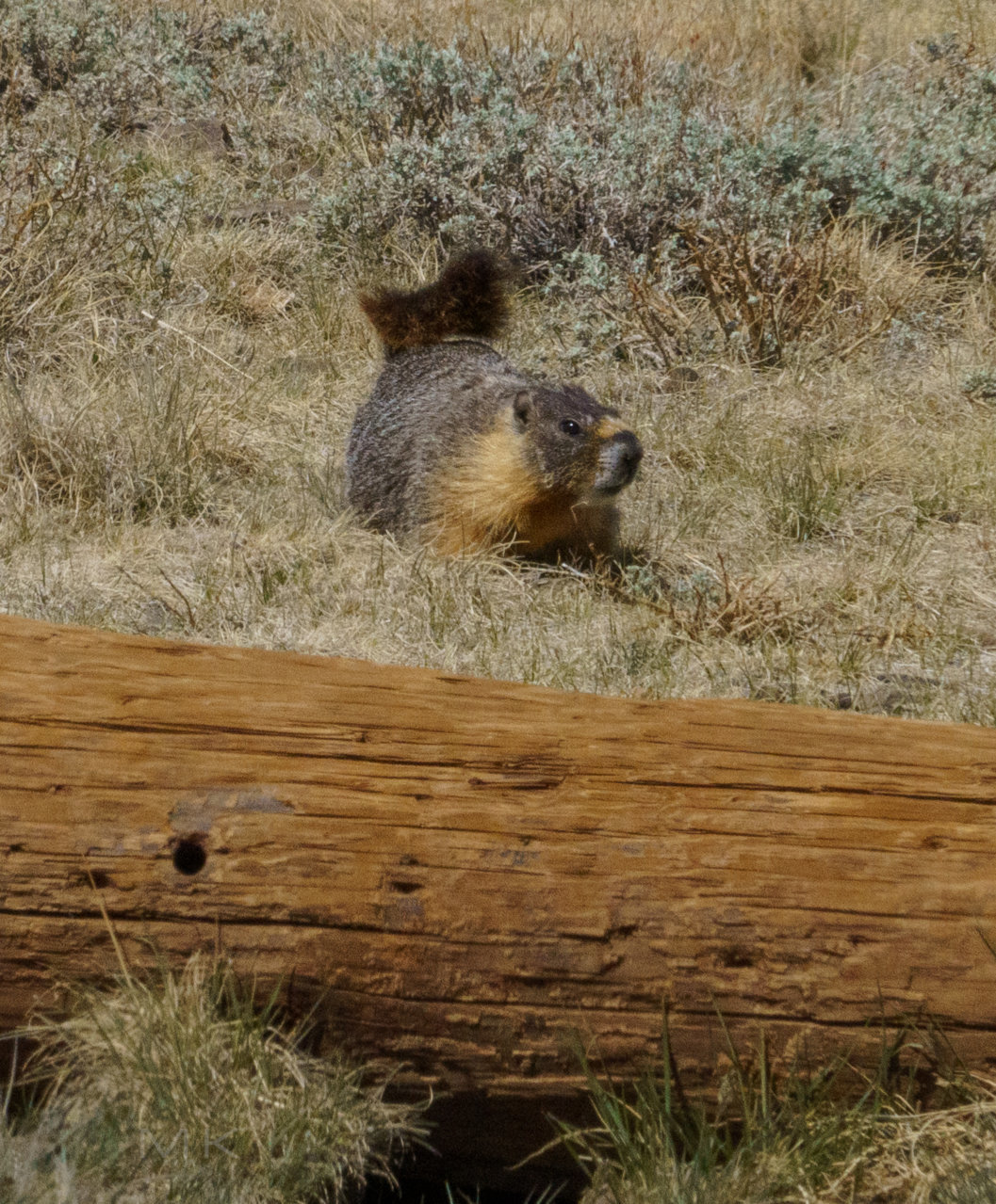 marmot.jpg