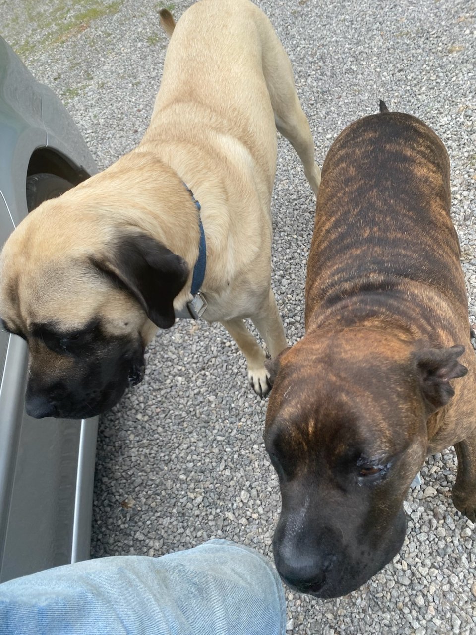 Mastiff.jpg