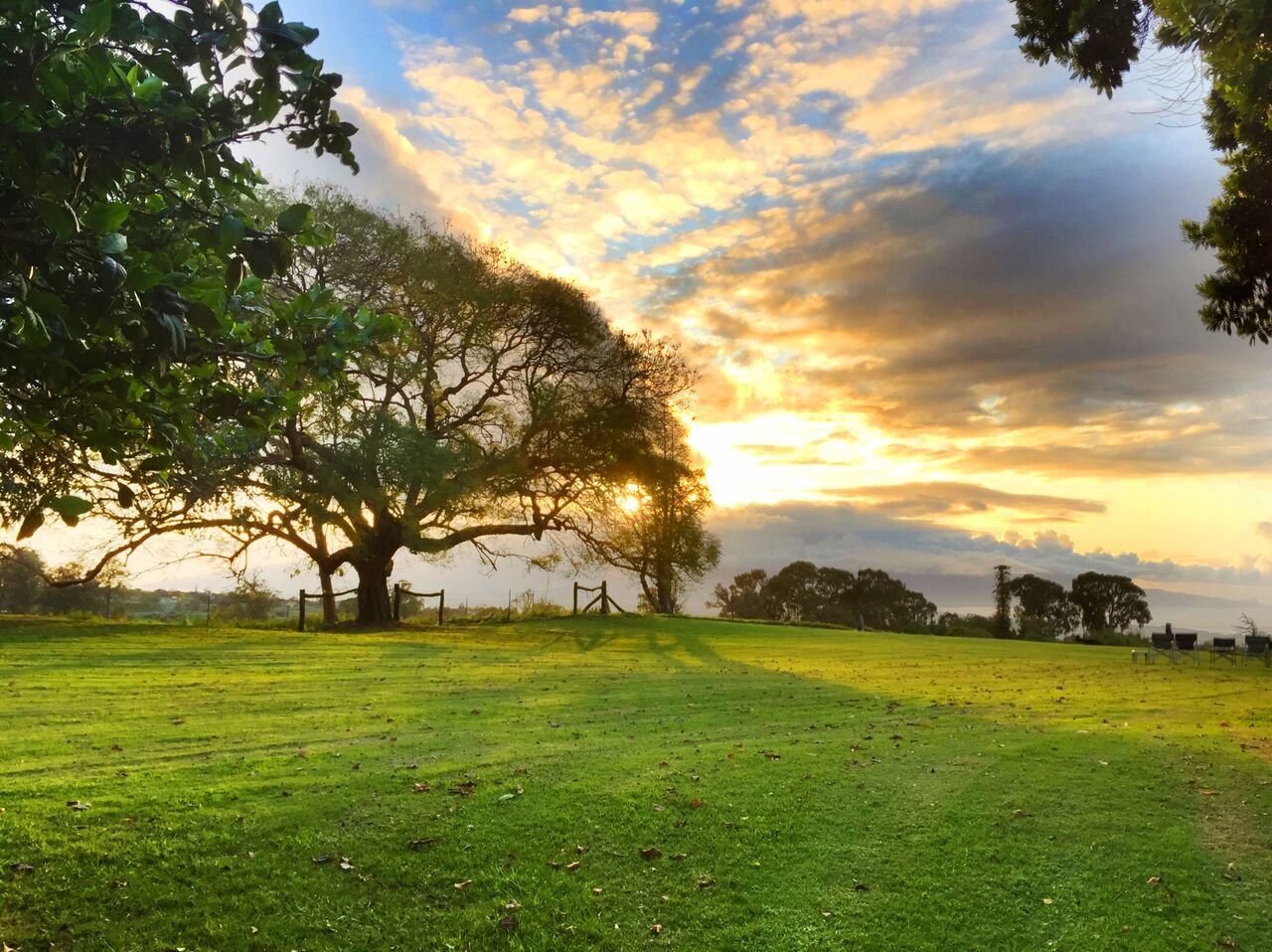Maui sunset off the trees.jpg