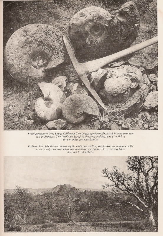 May1948-8_ce352a65e513b78abfb02b19c710c846b31d8aa2.jpg