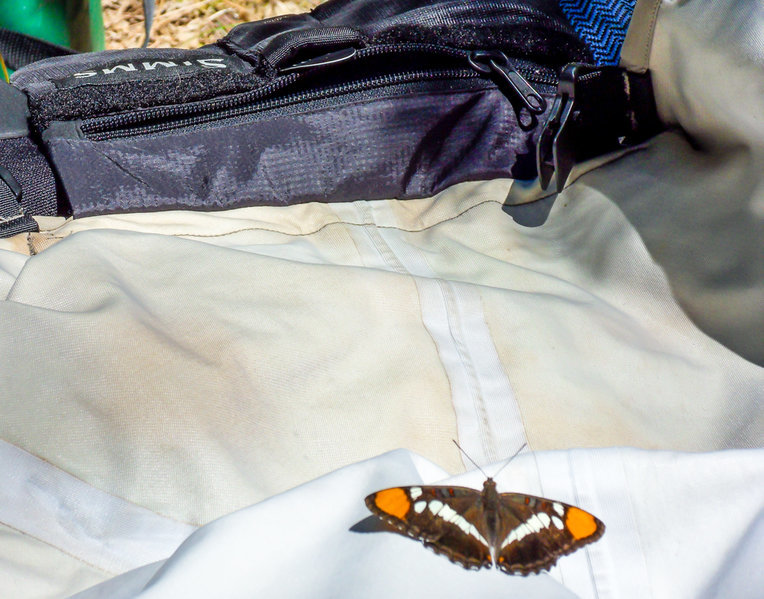 McCloud butterfly.jpg