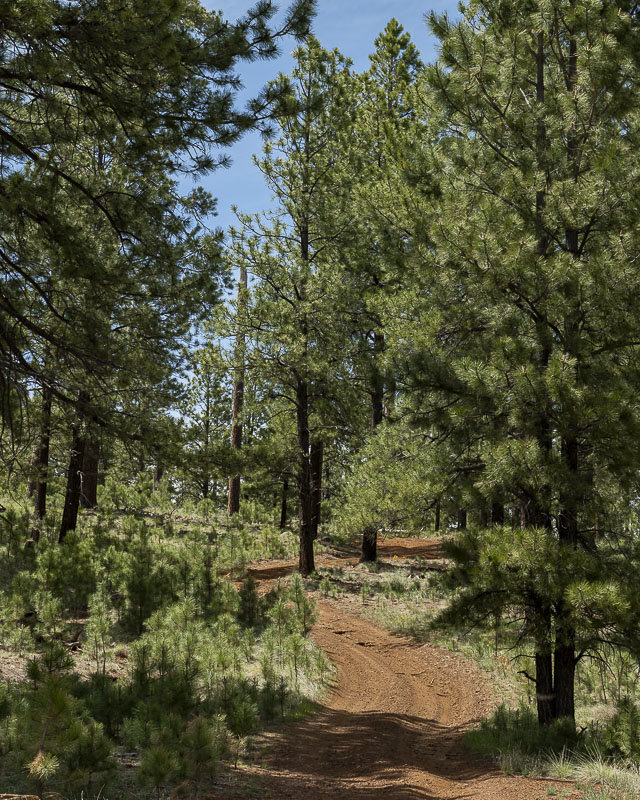 McNary to Vernon White Mtns-2.jpg