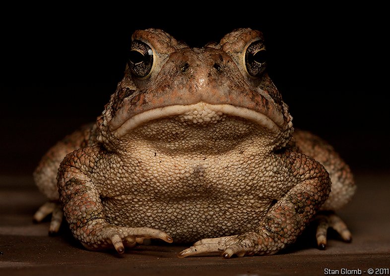 Mean-Mugsm2_495aa06a374c3410fa0d5e48fa9d3b003067e881.jpg