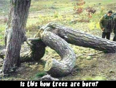 Mediapickle_Presents_weirdtree.jpg