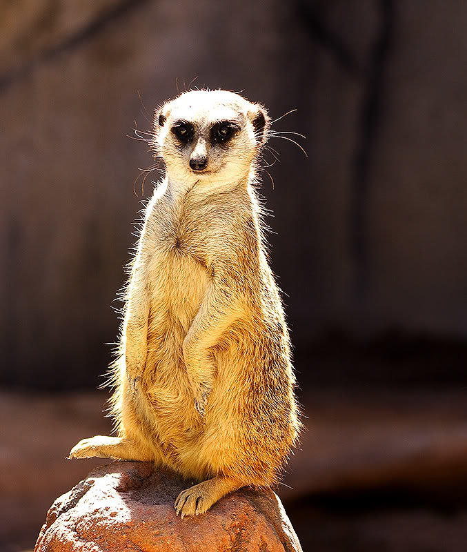 Meerkat-1_e37631da595d56f6a1b3927ec0069a68468e0220.jpg