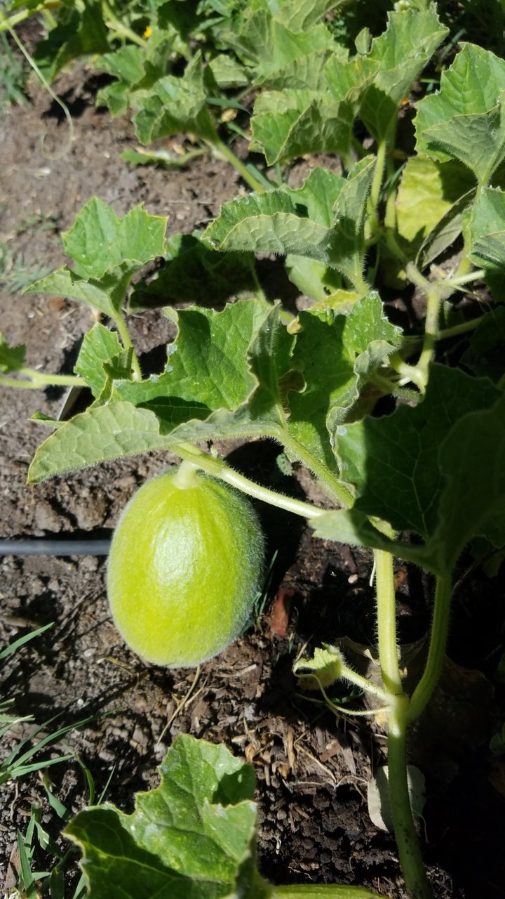 mellon.jpg