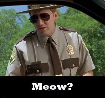 meow_137f36a5d122b429c28efe130d94995719d92004.jpg