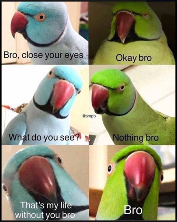 meso.jpg