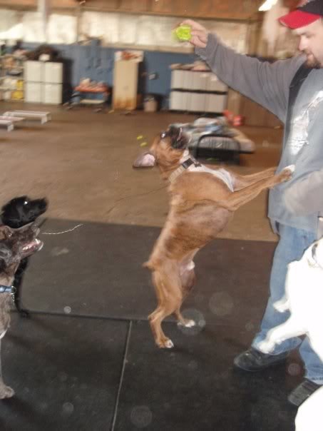 mezuesboxer_6a423640426dc93bc9fccc2644ee5e2c21a4d70f.jpg