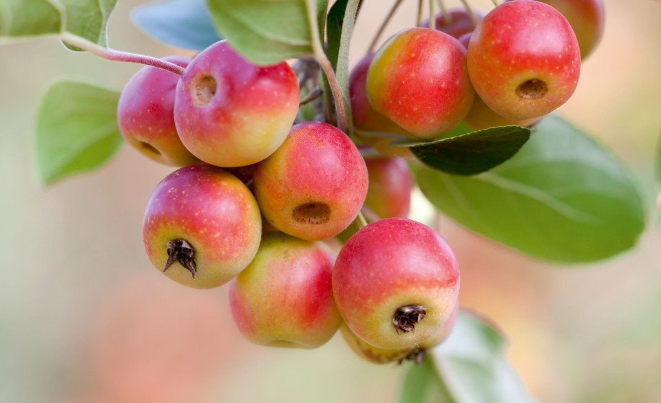 MG_8913-Malus-atrosanguinea-GorgeousDianna-zal-LAND-0d93ce7.jpg