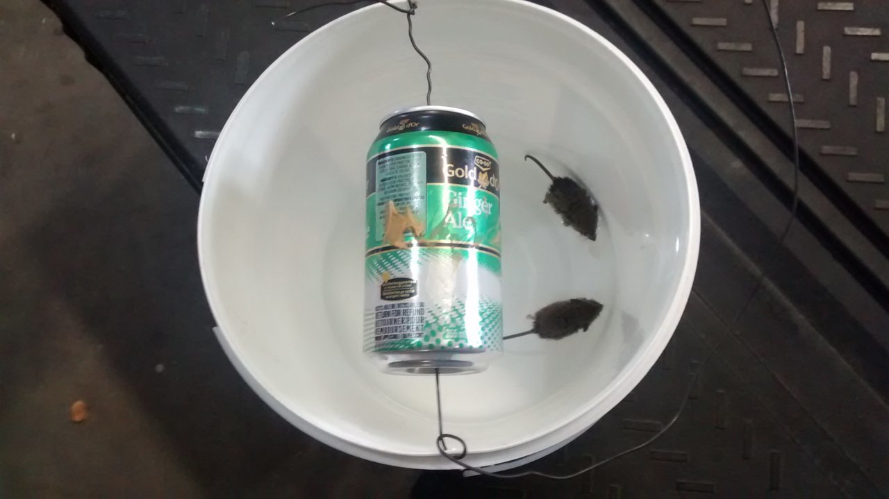 mice.jpg